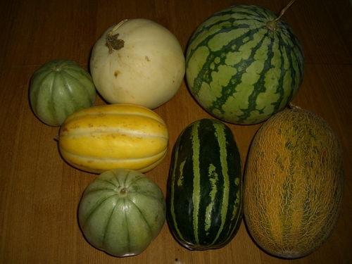 各种网红吃瓜视频下载,揭秘娱乐圈幕后故事 第3张 各种网红吃瓜视频下载,揭秘娱乐圈幕后故事 第3张